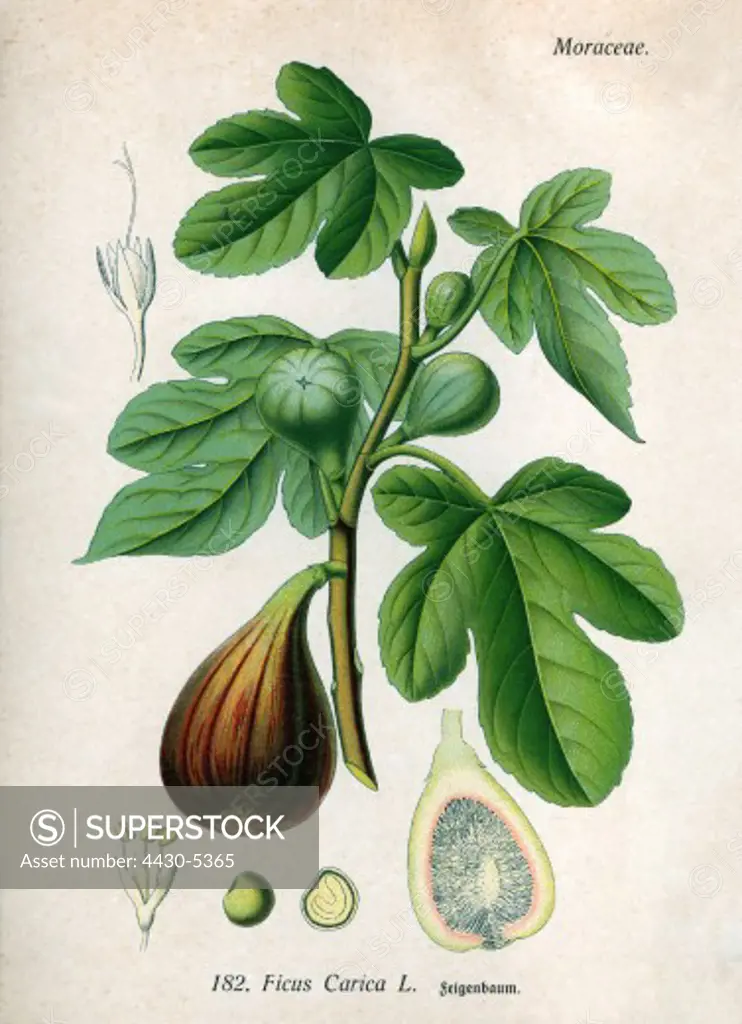 botany fruits common fig (Ficus Carica L.) branch leaves and fruit coloured engraving 19th century,