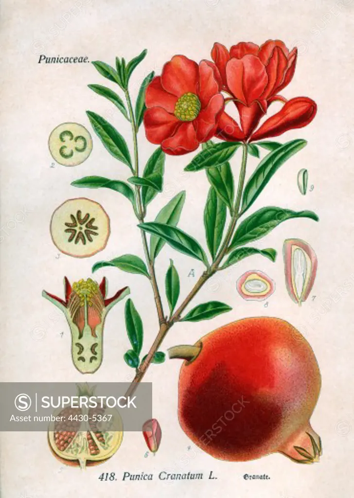 botany fruit pomegranate (Punica Cranatum L.) branch blossoms leaves and fruit coloured engraving 19th century,