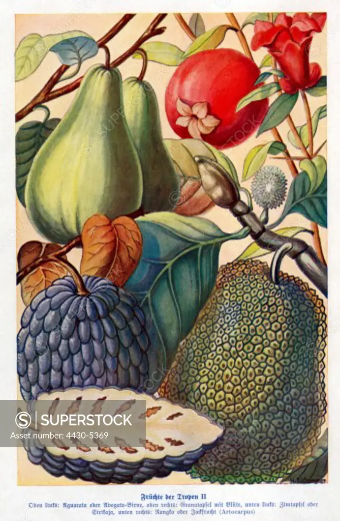 botany fruit tropical fruits: Aguacata or Avogato-Birne pomegranate cherimoya or Sirikaja Nangka or Jackfruit colour printing after watercolour early 20th century,