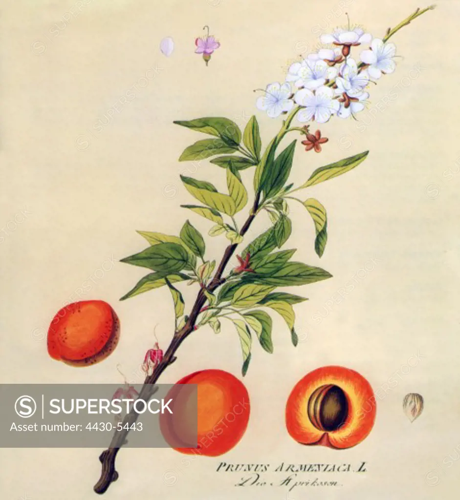 botany fruit apricot (Prunus Armeniaca) blossom fruit leaves coloured engraving 19th century,