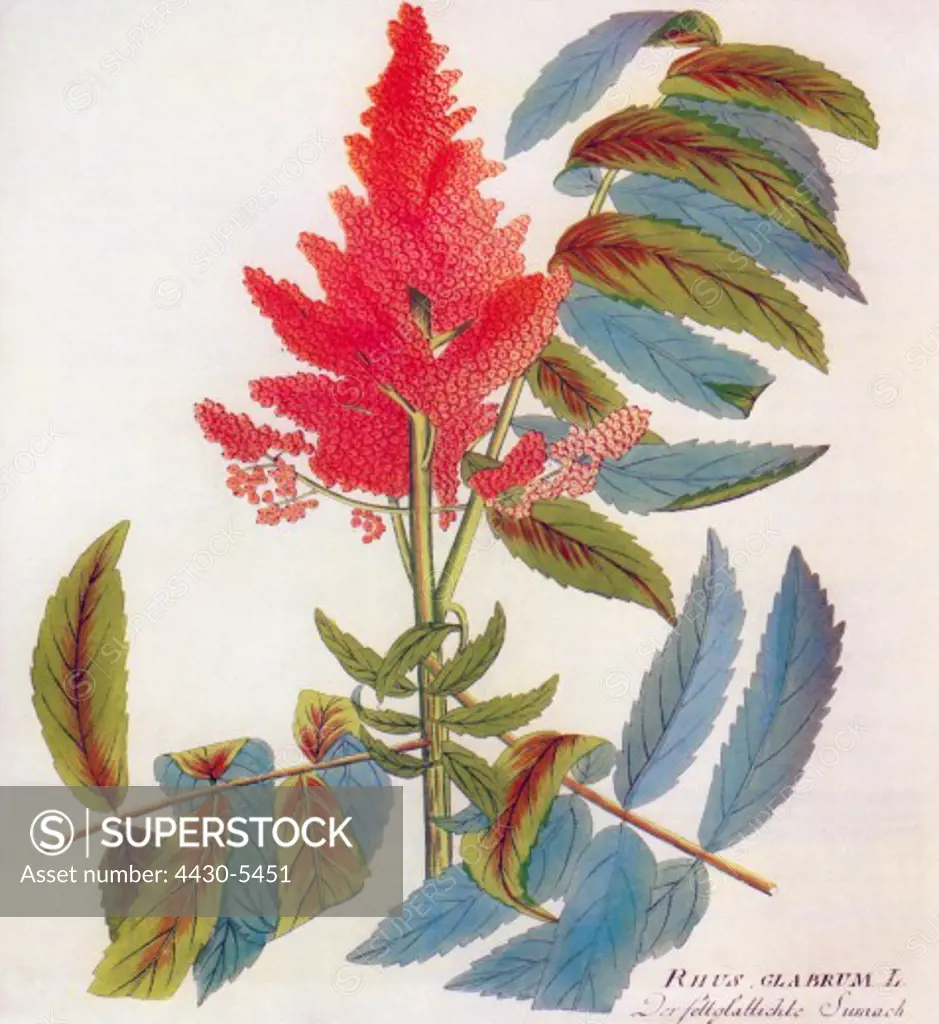 botany smooth sumach (Rhus glabra L.) blossoms leaves coloured engraving 19th century,