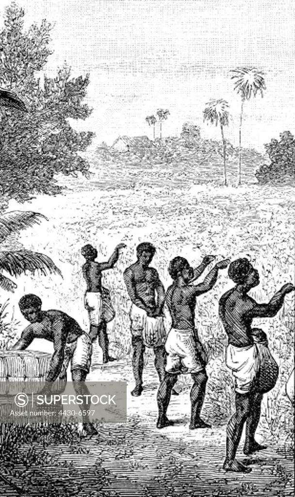 slavery labour slaves at the cotton yield in the Southern States of the USA wood engraving circa 1850,