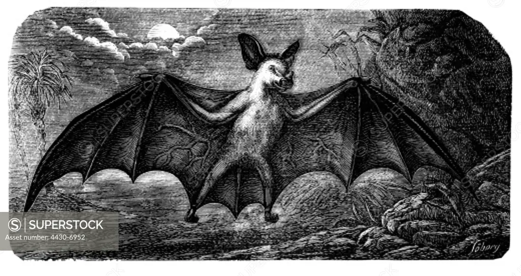zoology mammals Phyllostomidae Spectral Bat (Vampyrum spectrum) wood engraving circa 1870,