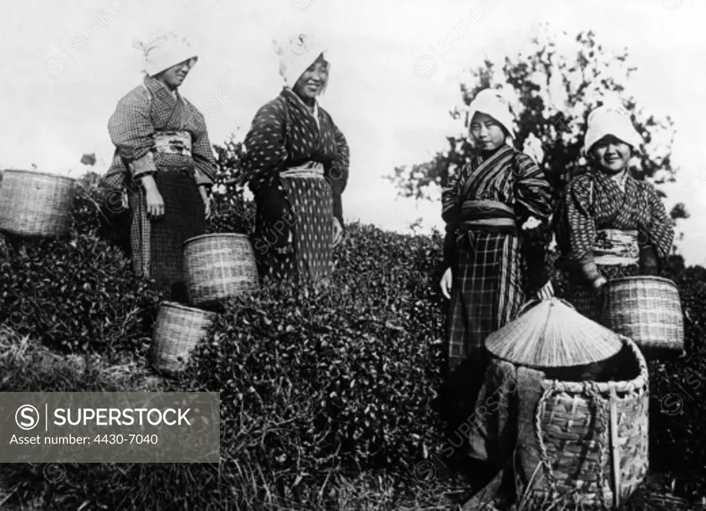 food and beverages tea tea harvest workes harvesting Japan 1930s,