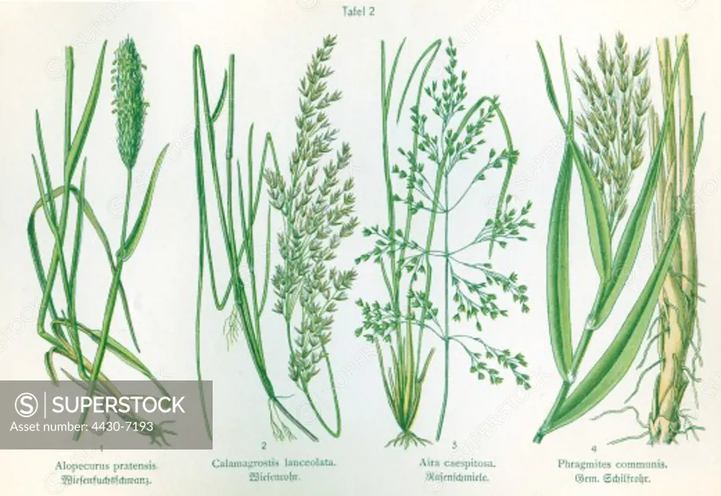 botany four illustrations Foxtail (Alopecurus pratensis) Calamagrostis lancelata Tufted Hair Grass (Aira caespitosa) Common reed (Phragmites communis) circa 1914,
