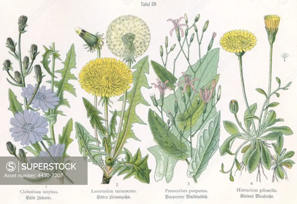 botany four illustrations Chickory (Cichorium intybus) Common Dandelion (Leontodon Taraxacum) lettuce (Prenanthes purpurea) Mouse-ear Hawkweed (Hieracim pilosella) circa 1914,