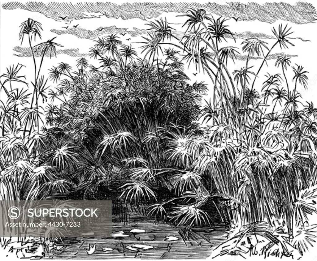Egypt landscapes landscape on the lower Nile with papyrus wood engraving after drawing by R. richter 1902,