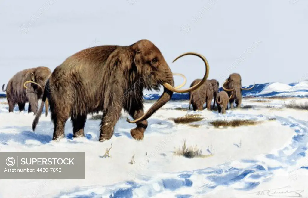 aeon animals mammoth herd of mammoth print painting Friedrich Wilhelm Kuhnert (1865 - 1926) Mammonteus ice snow mammal mammalian mammalias tusk tusks,