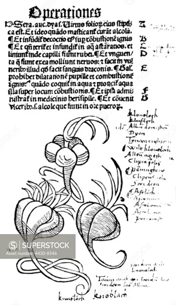 botany herbs garlic (Allium sativum) woodcut page from ""Hortus sanitatis"" printed by Johannes Pruess Strasbourg circa 1499,