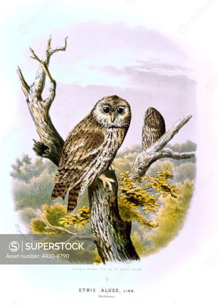 zoology birds owls Tawny Owl (Strix aluco) chromolithograph by Th. Fischer Kassel 19th century,