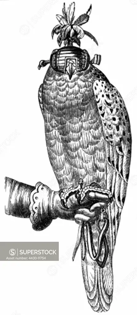 hunting falconry gyrfalcon sitting on hand wood engraving 19th century,