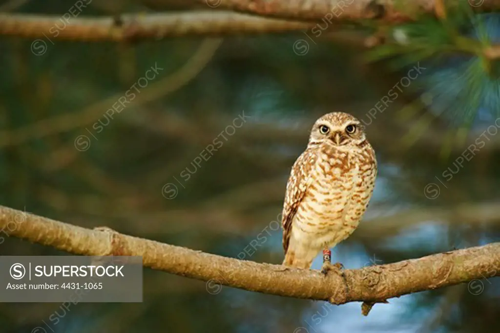 USA, California, Burrowing Owl (Athene cunicularia) perching on branch