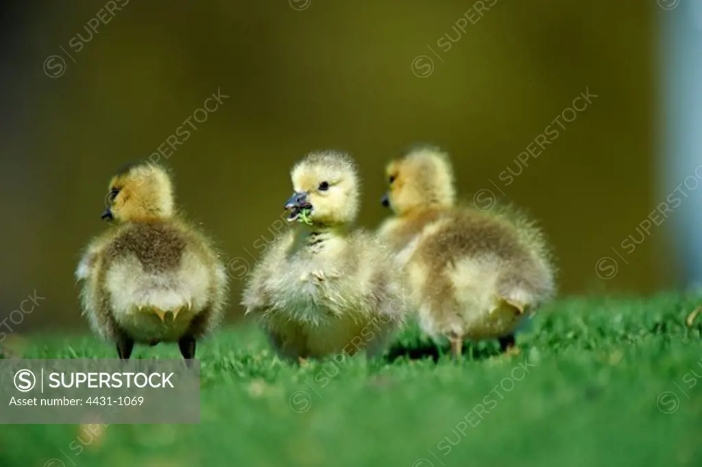USA, California, Canada Goose (Branta canadensis) chicks