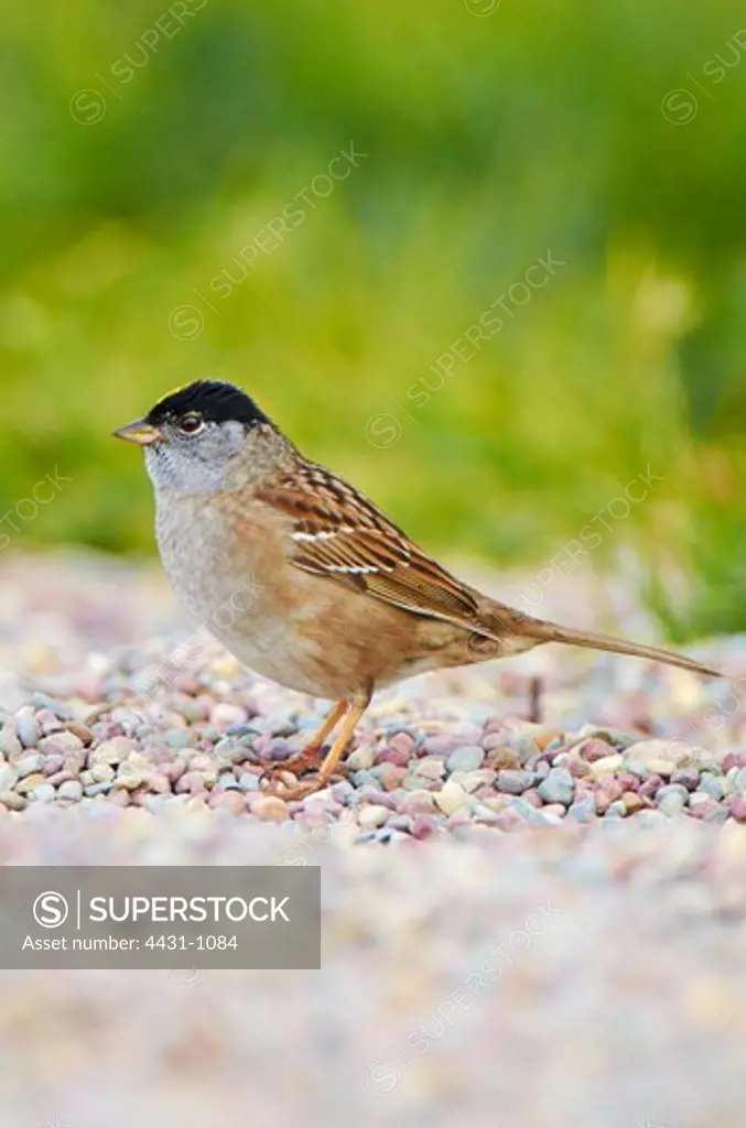 USA, California, Golden-crowned Sparrow (Zonotrichia atricapilla) standing on pebbles