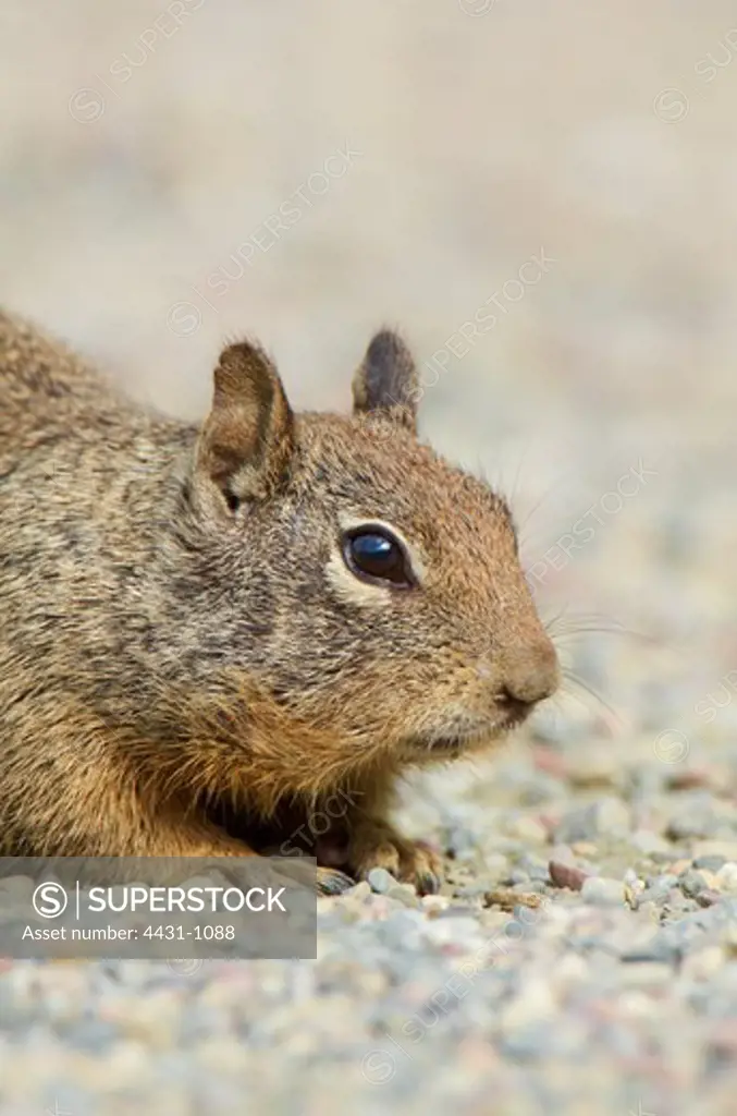 USA, California, San Francisco bay, California ground squirrel (Otospermophilus beecheyi), close-up