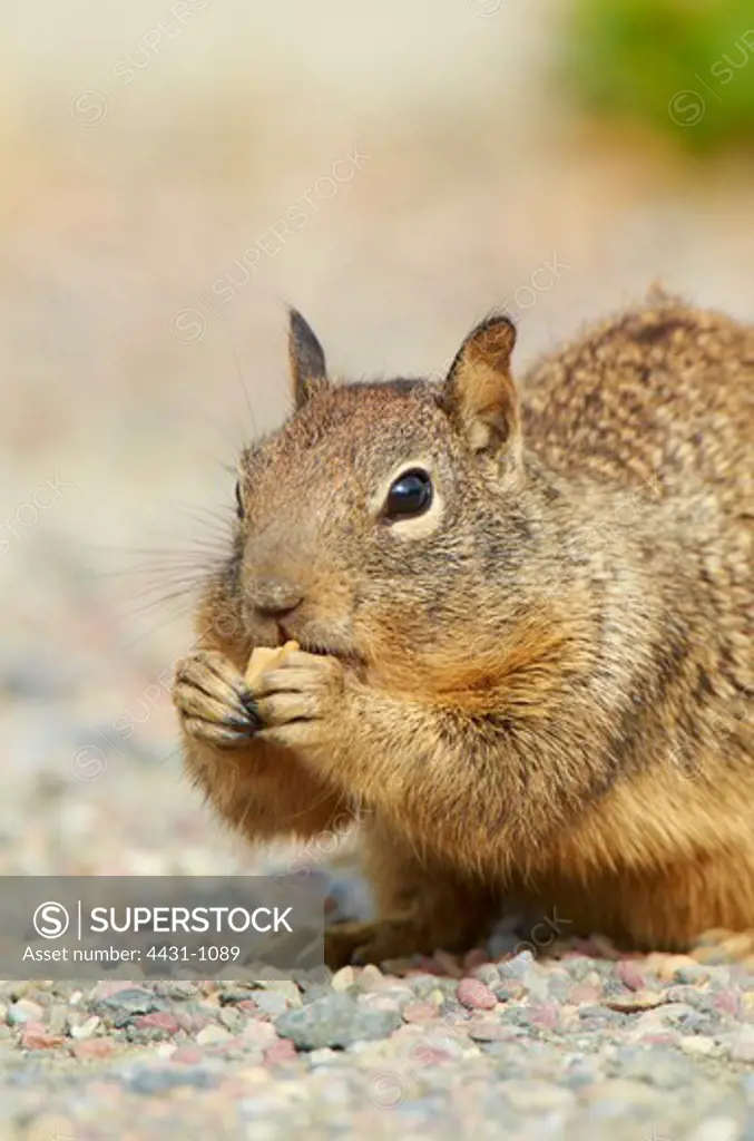 USA, California, San Francisco bay, California ground squirrel (Otospermophilus beecheyi) eating