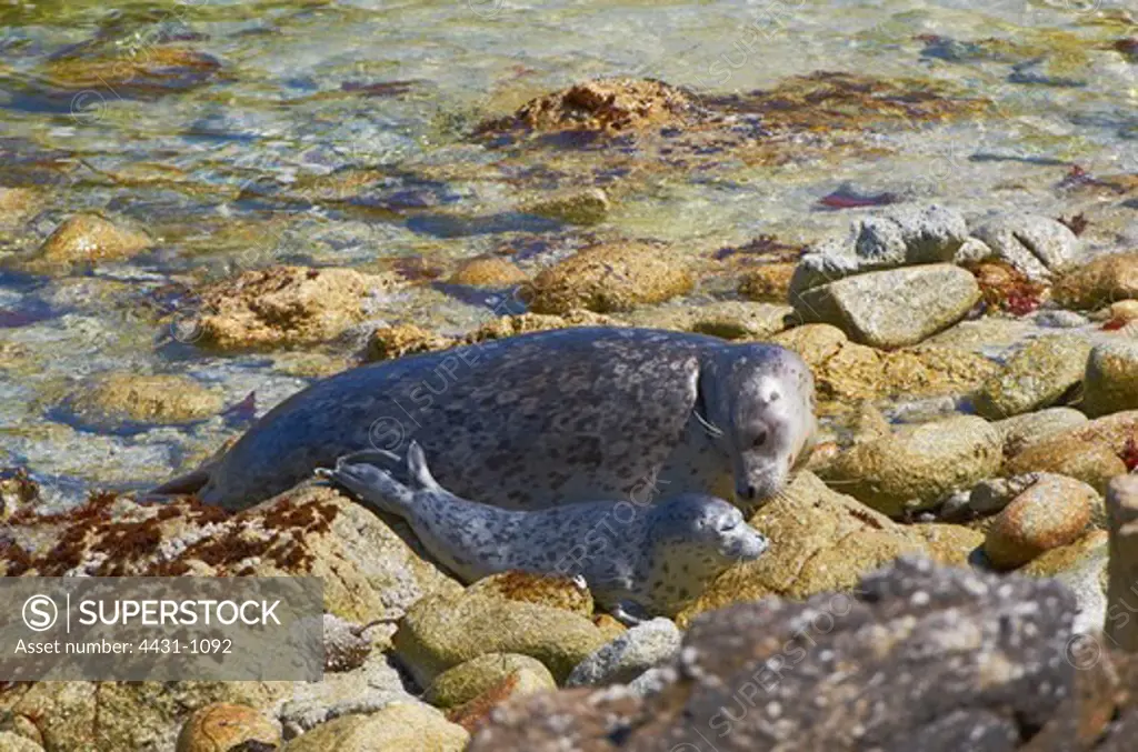 USA, California, Monterey Bay, Common harbor seal (Phoca vitulina) mother and pup on stone beach