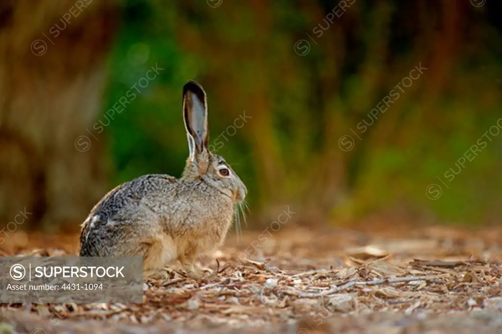 USA, California, San Francisco Bay, Side view of Black-tailed jackrabbit or American desert hare (Lepus californicus)