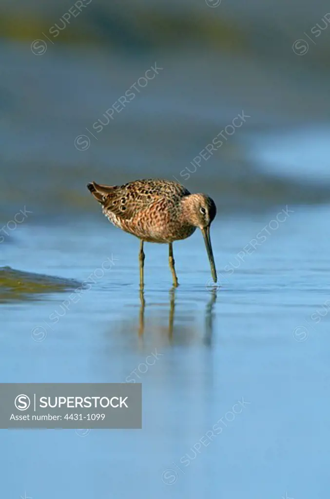 USA, California, San Francisco Bay, Long-billed Dowitcher (Limnodromus scolopaceus) feeding in shallow water