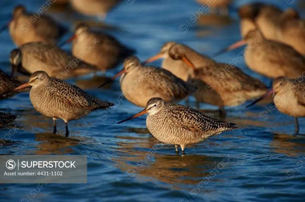 USA, California, San Francisco Bay, Marbled Godwit (Limosa fedoa) flock in shallow water