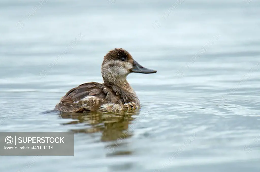 USA, California, San Francisco Bay, Female Ruddy Duck (Oxyura jamaicensis)
