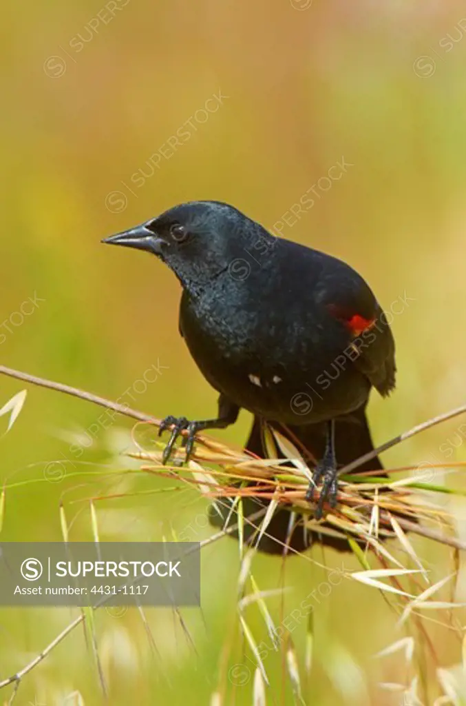 USA, California, San Francisco Bay, Red-winged Blackbird (Agelaius phoeniceus) male perched on grass