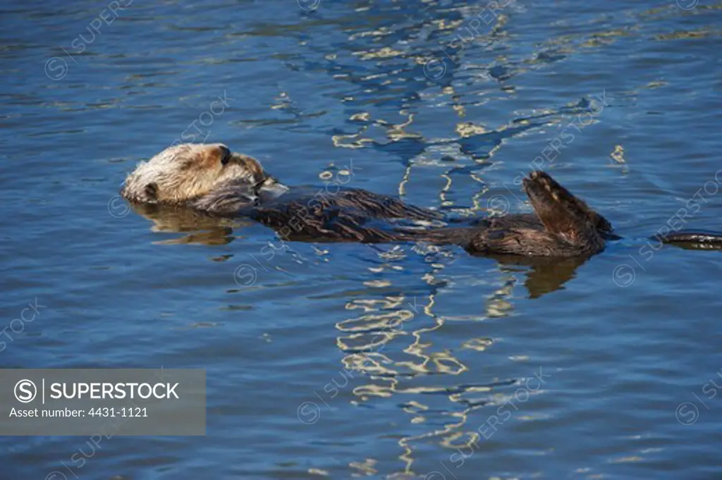 USA, California, Monterey, Sea otter (Enhydra lutris) relaxing