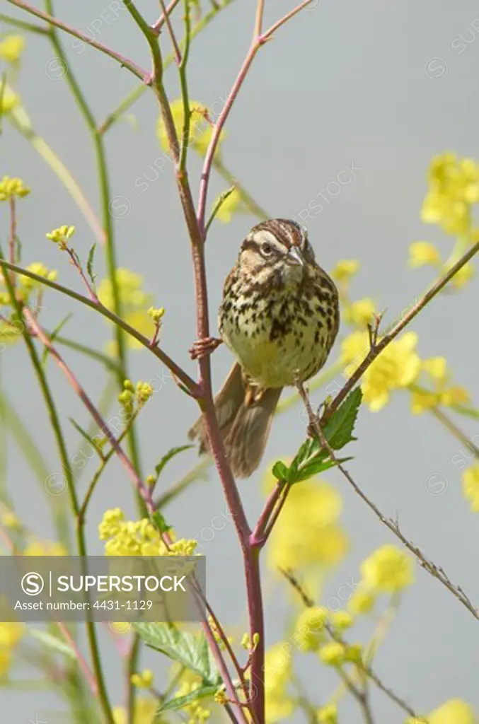 USA, California, Baylands reserve, Song Sparrow (Melospiza melodia) perched on wildflowers