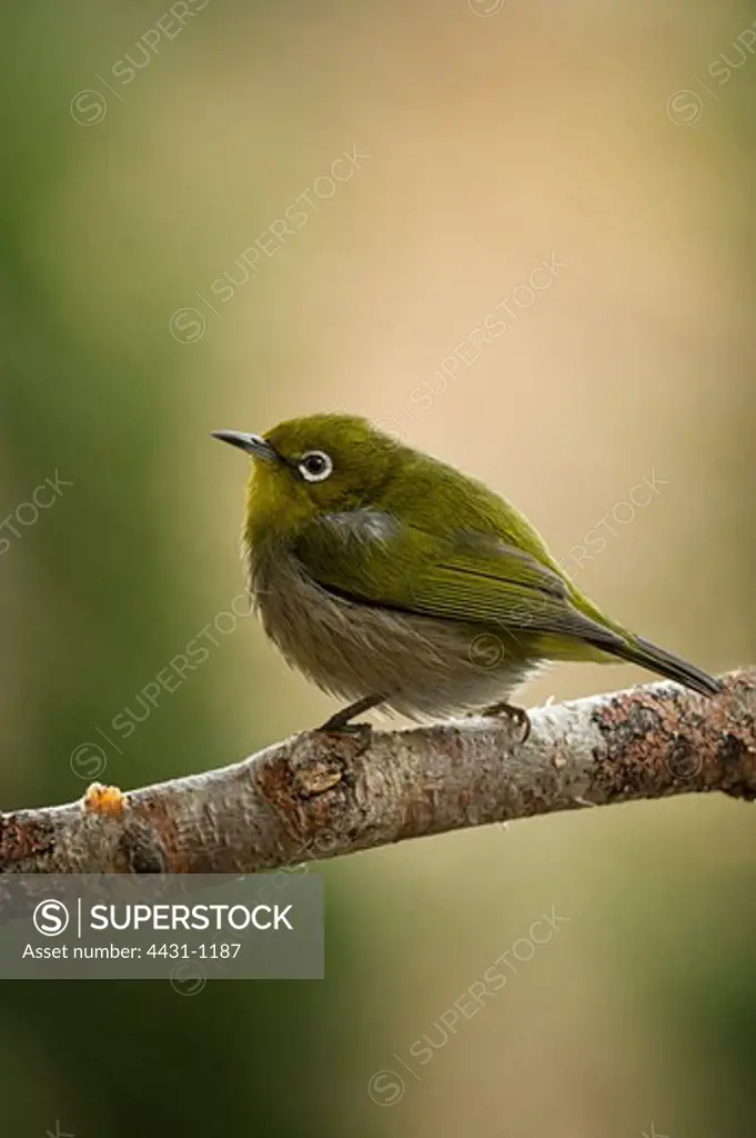 Japan, Tokyo, Japanese White-eye (Zosterops japonicus) on perch