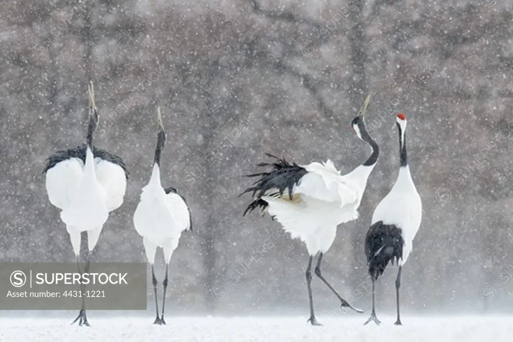 Japan, Hokkaido, Japanese Red-crowned Cranes (Grus japonensis) performing courtship dance
