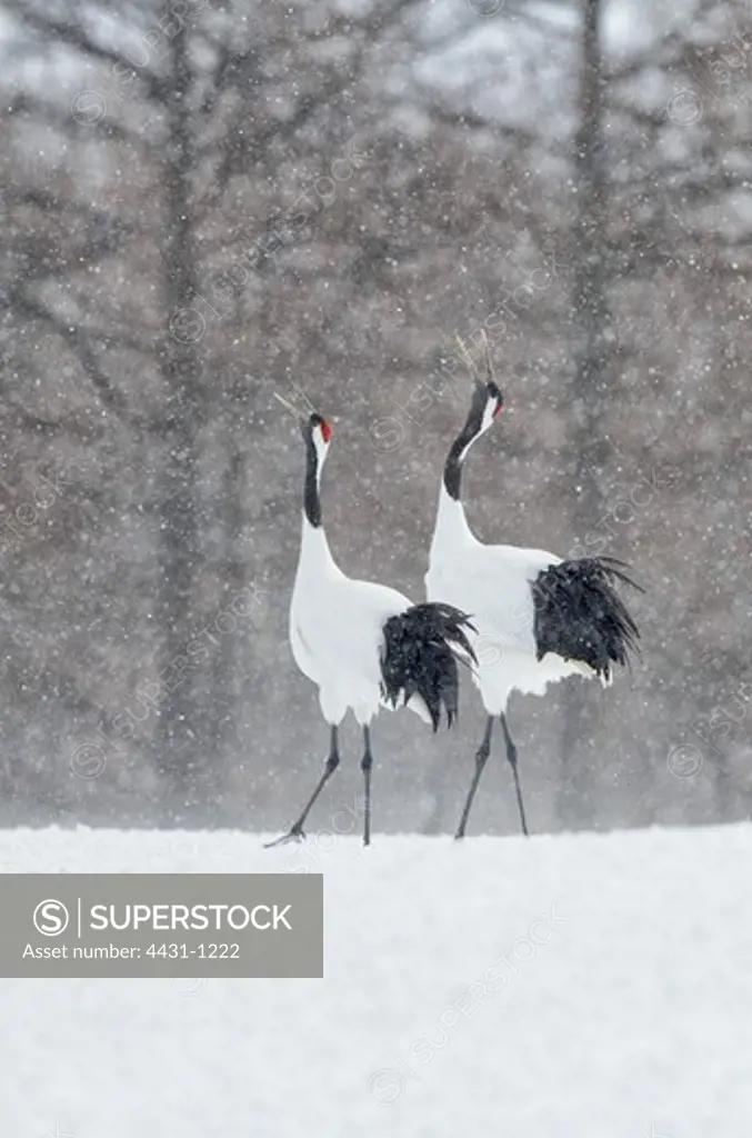 Japan, Hokkaido, Japanese Red-crowned Cranes (Grus japonensis) performing courtship dance