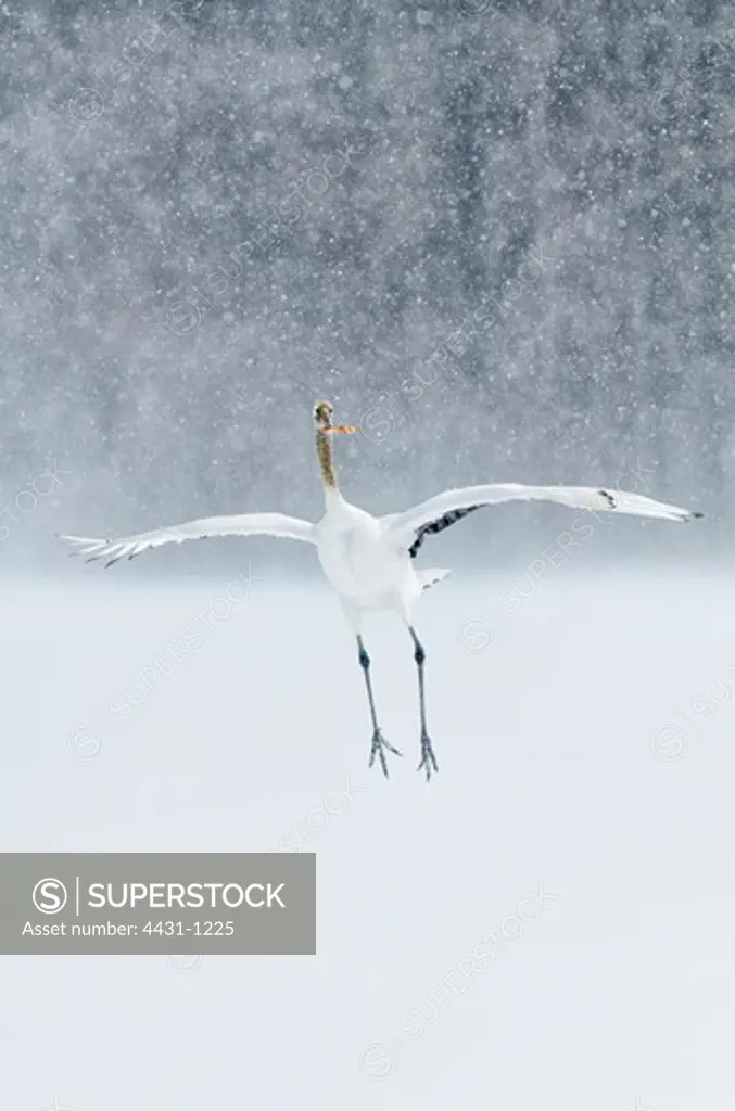 Japan, Hokkaido, Japanese Red-crowned Crane (Grus japonensis) performing courtship dance in heavy snow fall