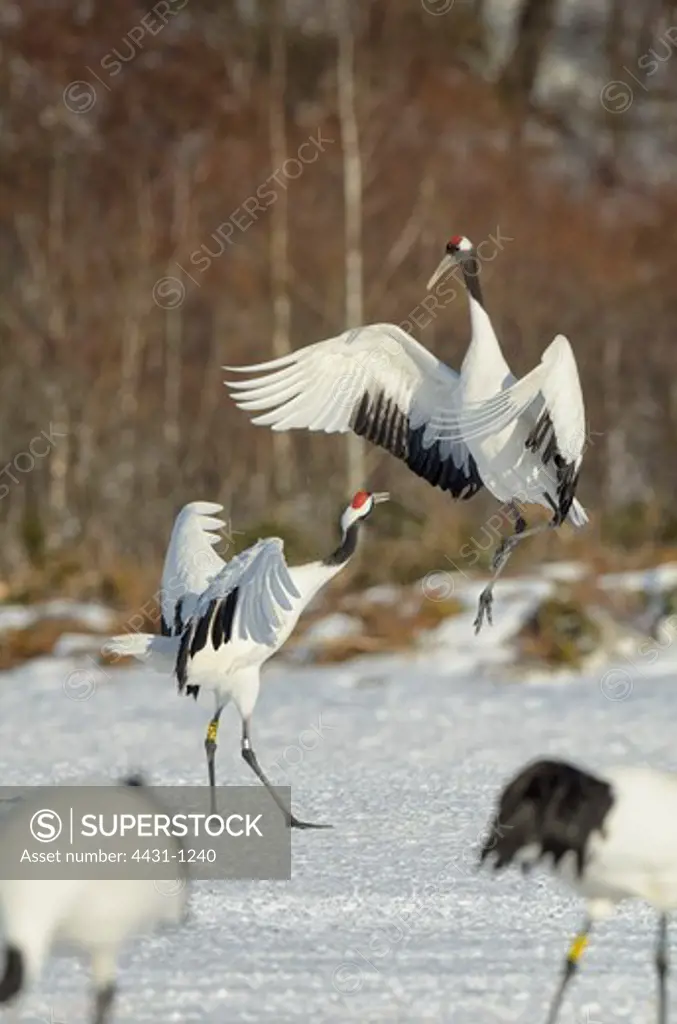 Japan, Hokkaido, Japanese Red-crowned Crane (Grus japonensis) performing courtship dance