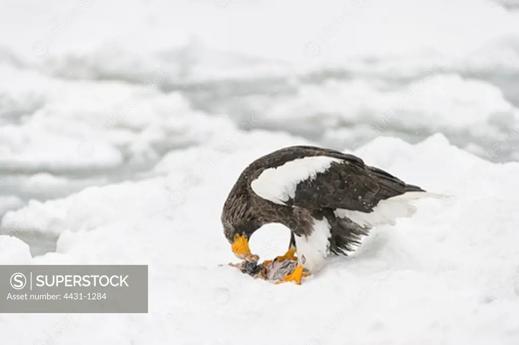 Steller's Sea Eagle (Haliaeetus pelagicus) in snow, Hokkaido, Japan