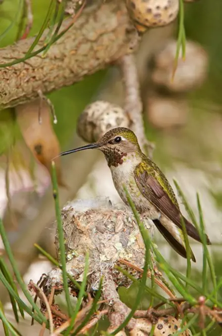 USA, California, Anna's Hummingbird (Calypte anna) nest