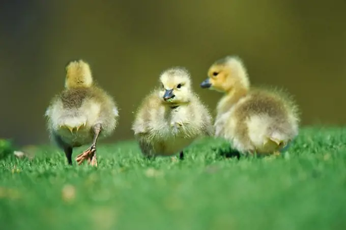 USA, California, Canada Goose (Branta canadensis) chicks