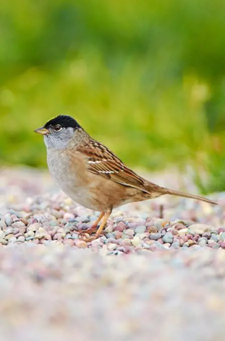 USA, California, Golden-crowned Sparrow (Zonotrichia atricapilla) standing on pebbles