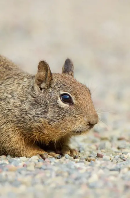 USA, California, San Francisco bay, California ground squirrel (Otospermophilus beecheyi), close-up