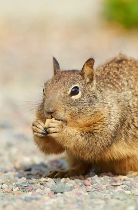 USA, California, San Francisco bay, California ground squirrel (Otospermophilus beecheyi) eating