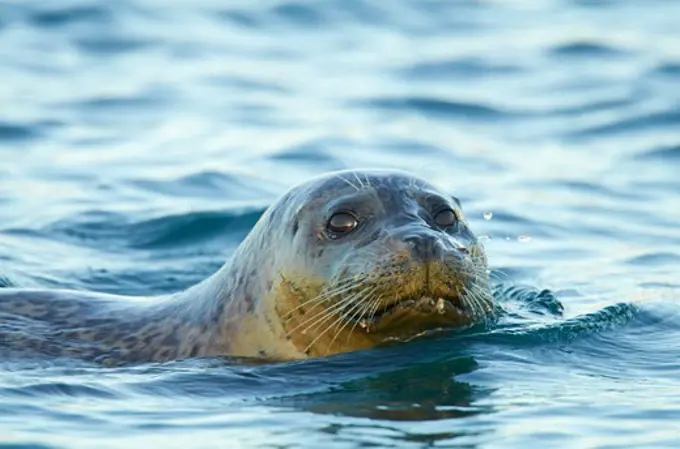 USA, California, Monterey Bay, Common harbor seal (Phoca vitulina) sticking head out of water
