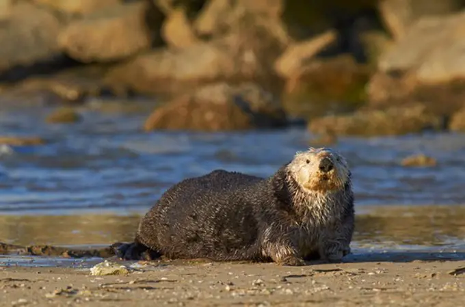 USA, California, Monterey, Monterey bay, Sea otter (Enhydra lutris) on beach