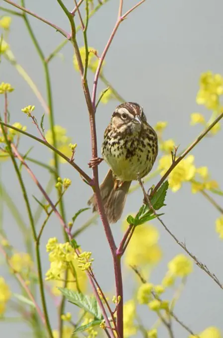 USA, California, Baylands reserve, Song Sparrow (Melospiza melodia) perched on wildflowers