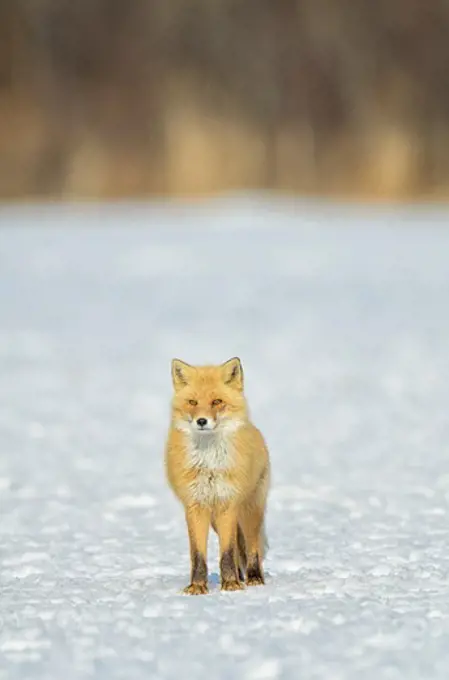 Red fox (Vulpes vulpes) portrait in snow field, Hokkaido, Japan