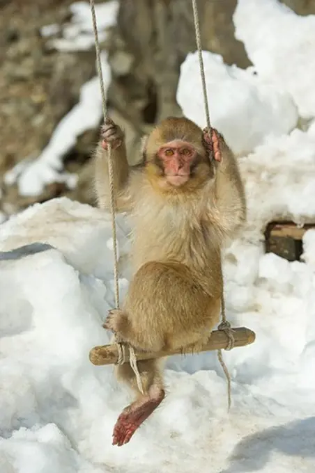Japan, Nagano Province, Japanese macaque or snow monkey (Macaca fuscata) baby playing on swing