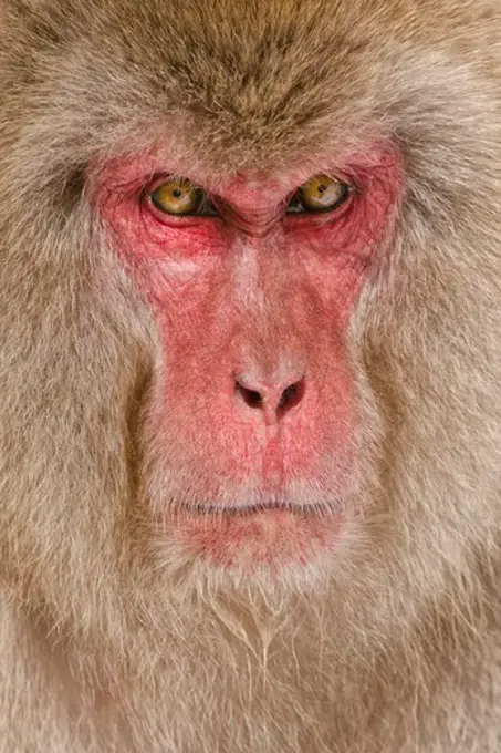 Japan, Nagano Province, Japanese macaque or snow monkey (Macaca fuscata), Portrait