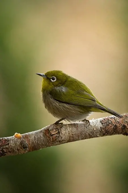 Japan, Tokyo, Japanese White-eye (Zosterops japonicus) on perch