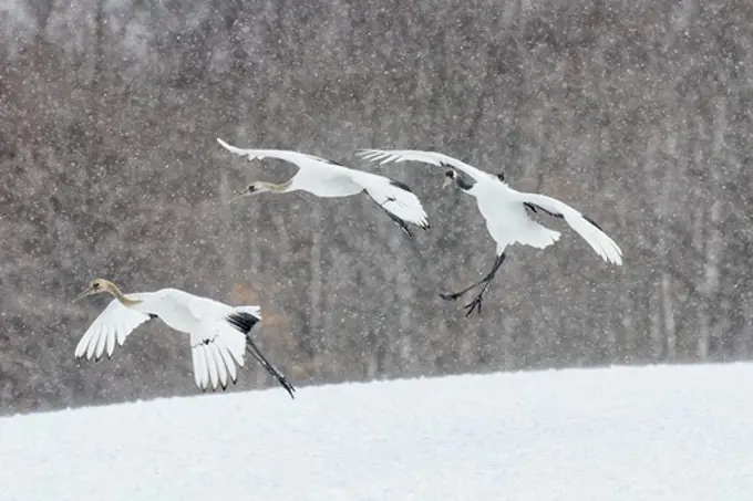 Japan, Hokkaido, Japanese Red-crowned Cranes (Grus japonensis) flying to feeding grounds