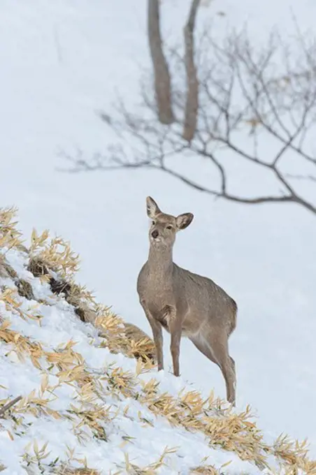 Japan, Hokkaido, Sika deer, (Cervus nippon) female, in snow