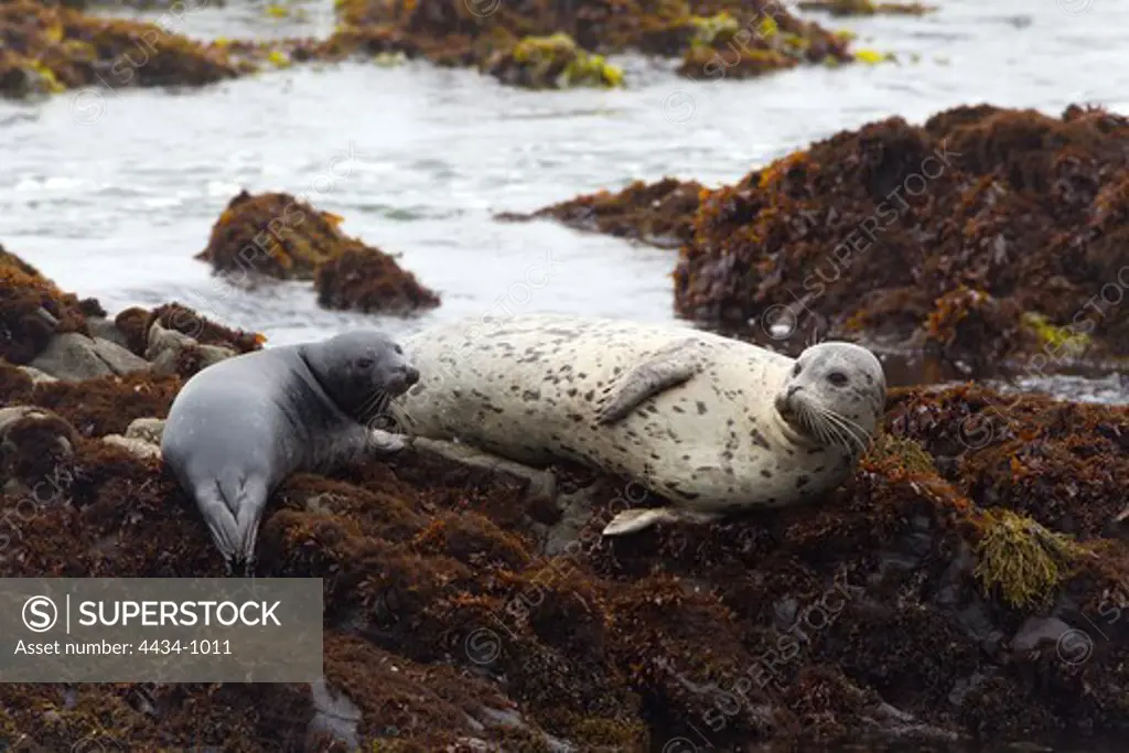 USA, California, Cambria, Moonstone Beach, Harbor Seal (Phoca vitulina) pup with mother