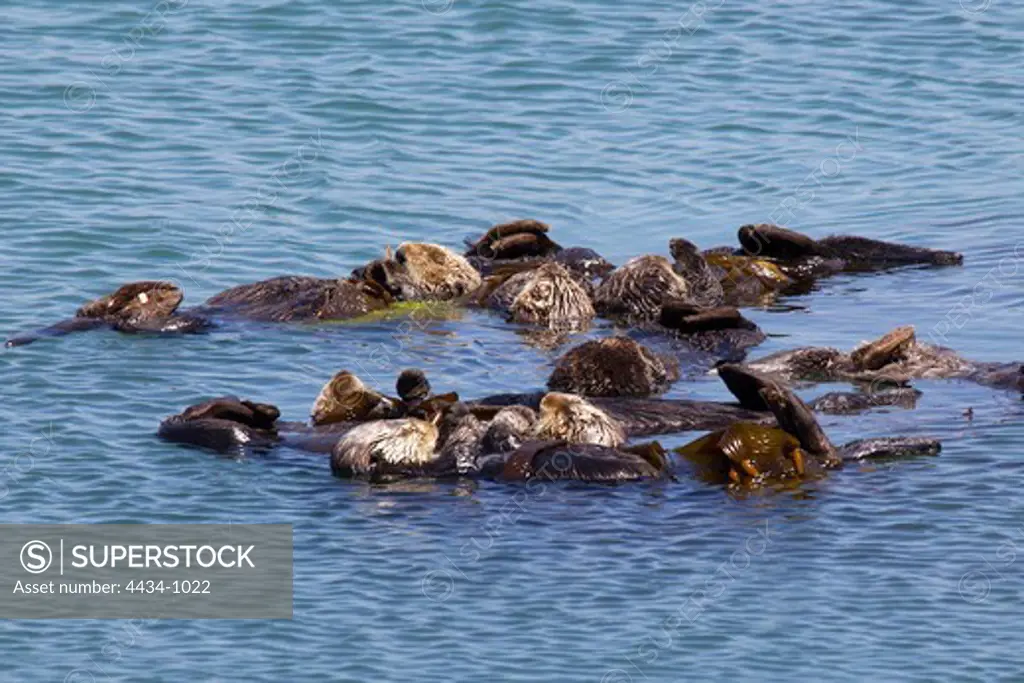 USA, California, Morro Bay Harbor, Sea Otters (Enhydra lutris)